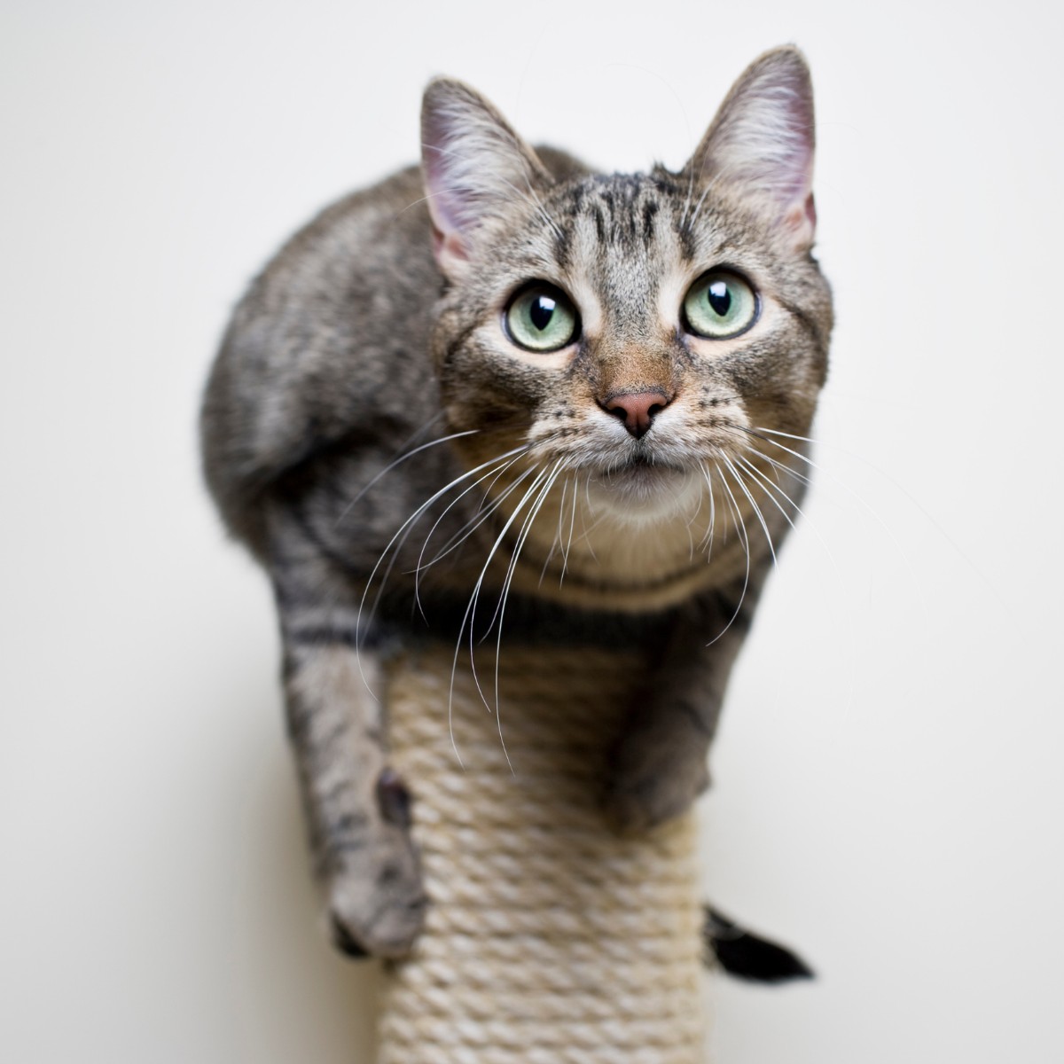 blog-scratching-1 cat-on-post