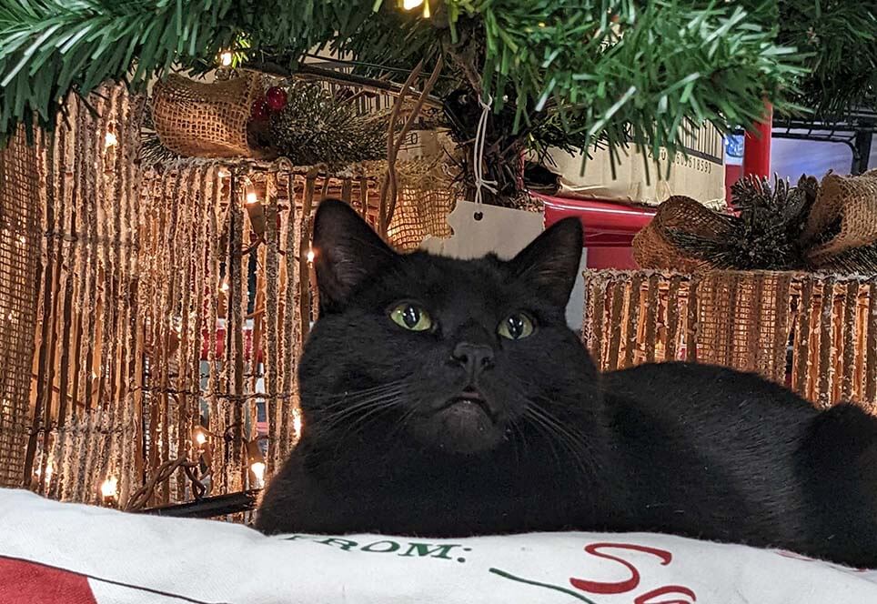 Ru-laying-under-the-Christmas-tree