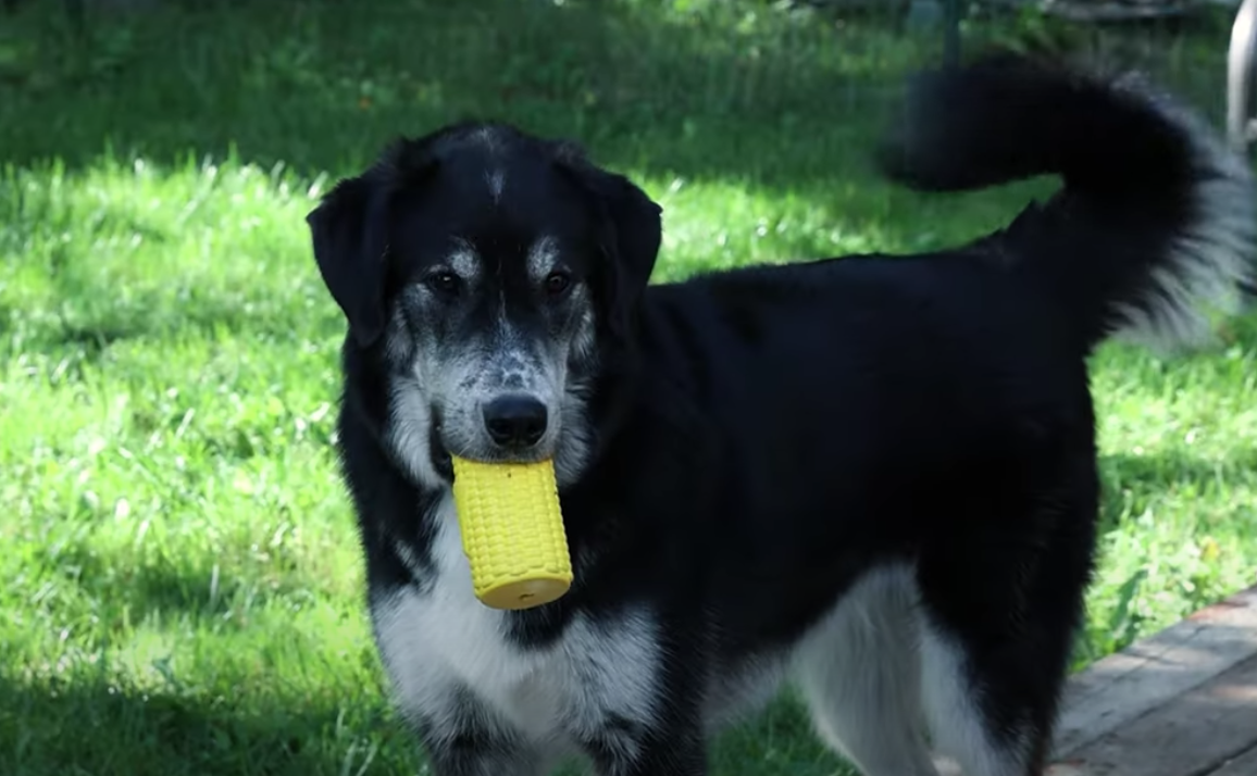 dodger_with_corn_toy